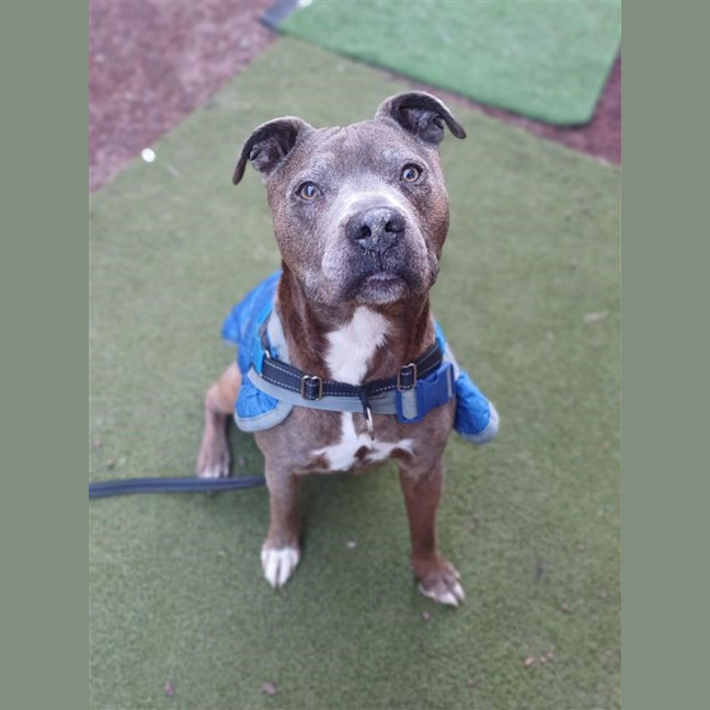 Photo of Bugsy