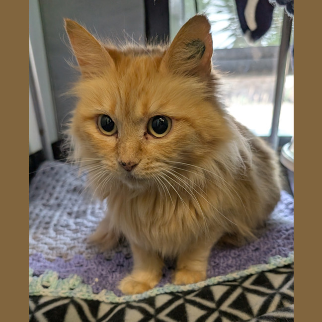 Photo of Snuggle Muffin