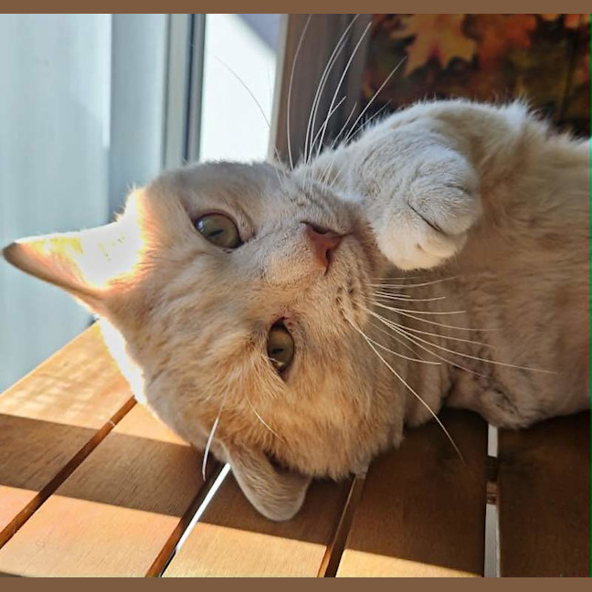 Photo of Thor