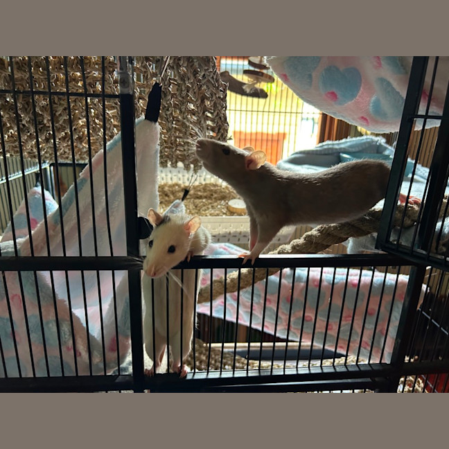 Photo of Biscuit & Cookie