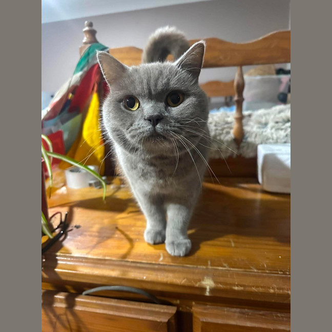 Photo of Nala