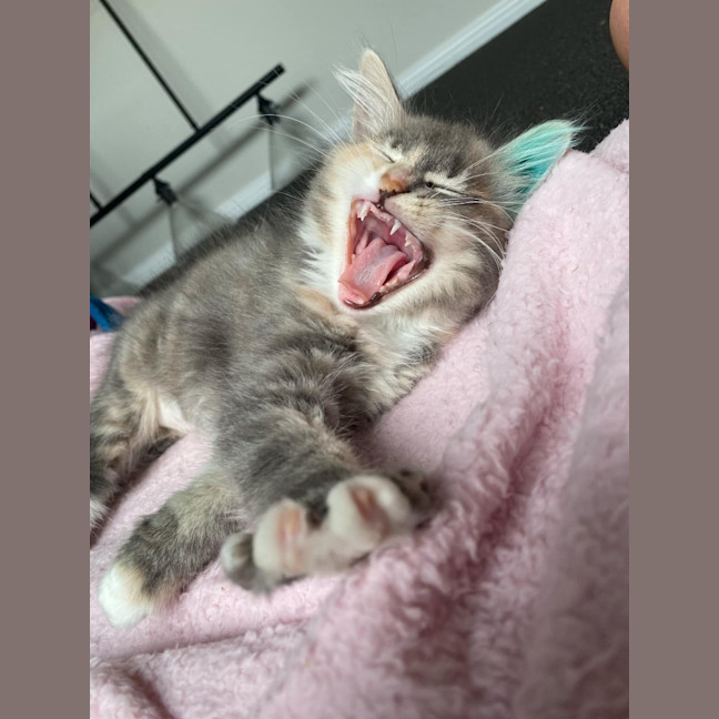 Photo of Milli