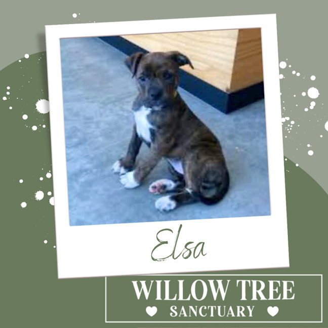 Photo of Elsa