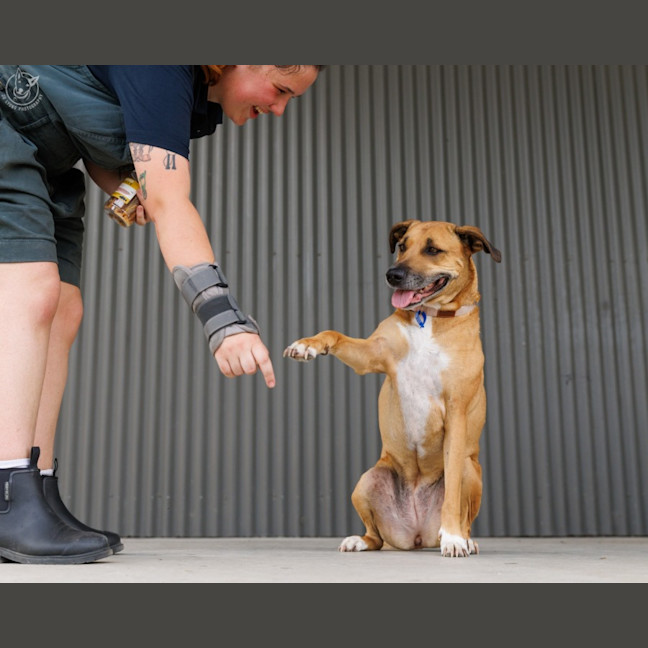 Photo of Gidget   6 Year Old Staffy X Mastiff