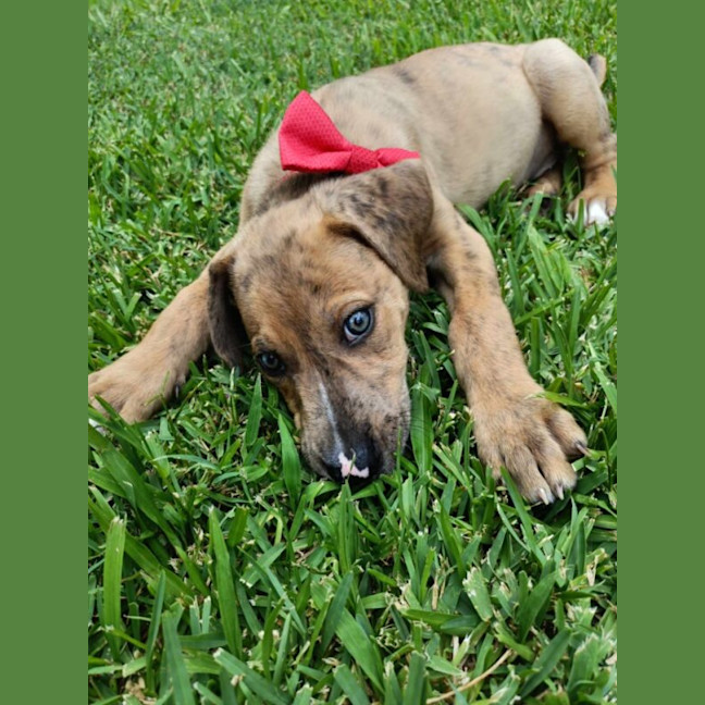 Photo of Tiger