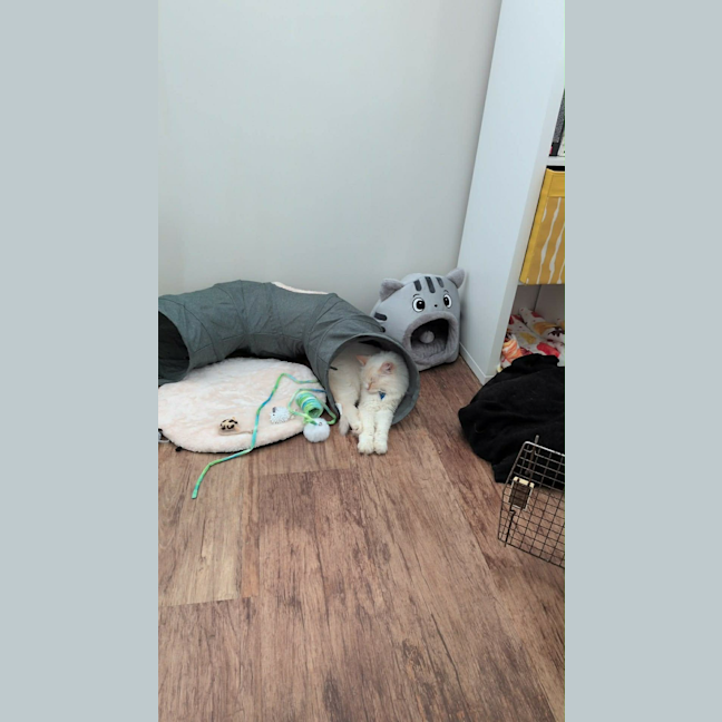 Photo of Puss