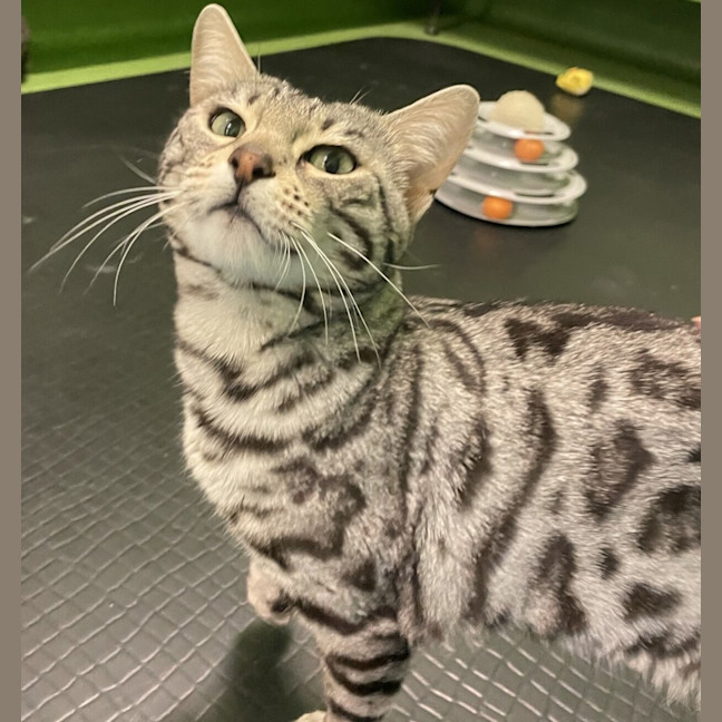 Photo of Zelda