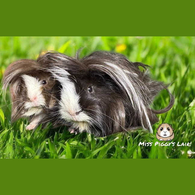 Photo of Willow & Winston