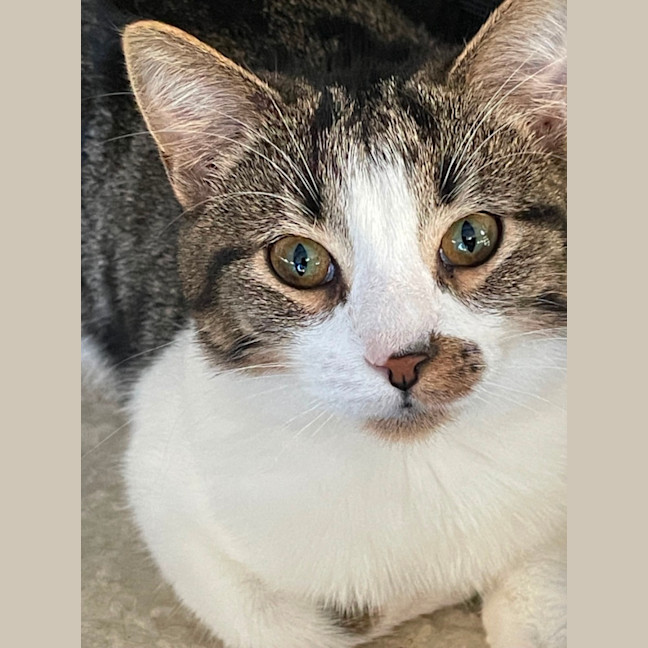 Photo of Gossip & Harlow 