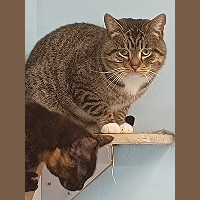 Photo of Jasper The Brave