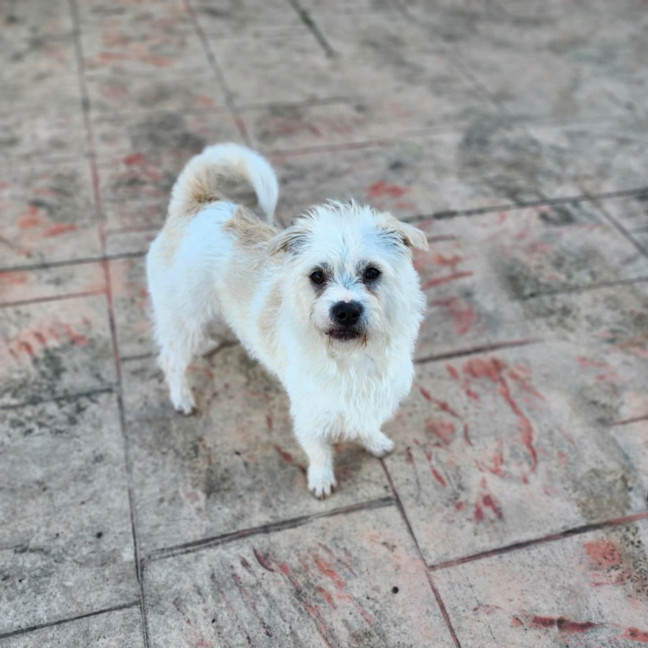 Photo of Archer 