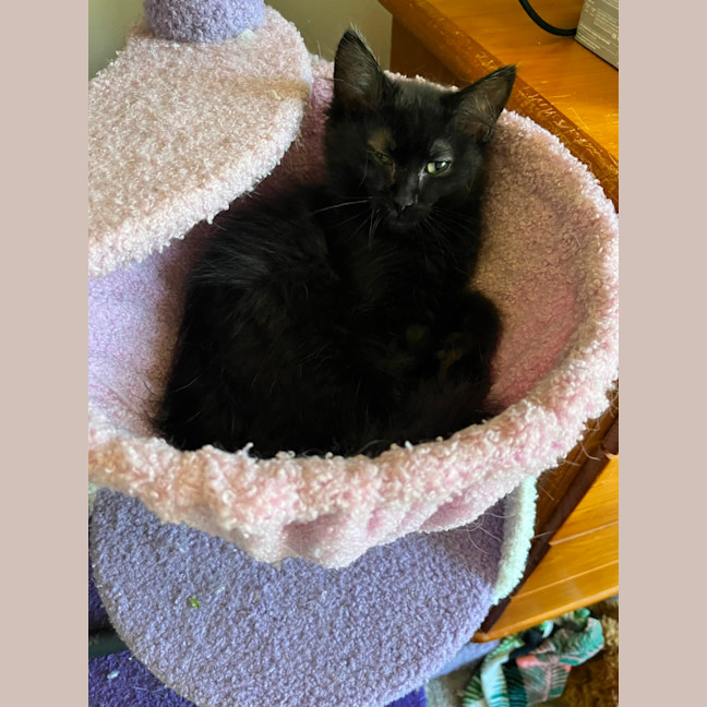 Photo of Thumper *9 Lives Project*