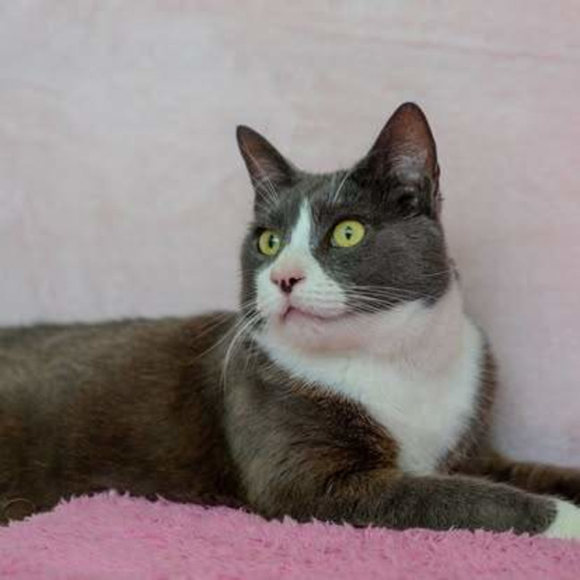 Photo of Cooper