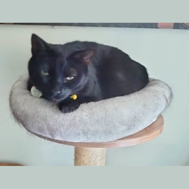 Photo of Kylo
