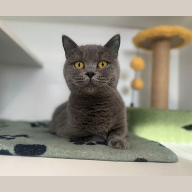 Photo of Sumi