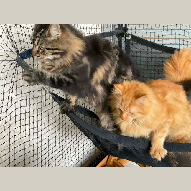 Photo of Gingersnaps And Azrael 