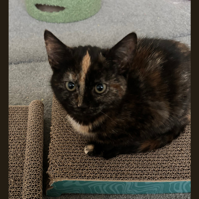 Photo of Chilli