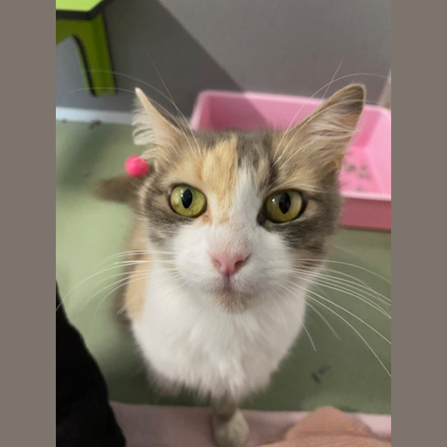 Photo of Fig