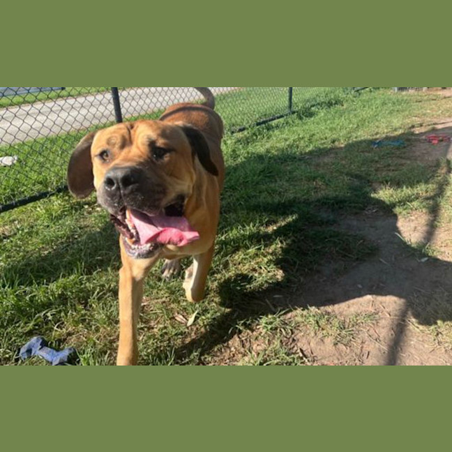 Photo of Bobo