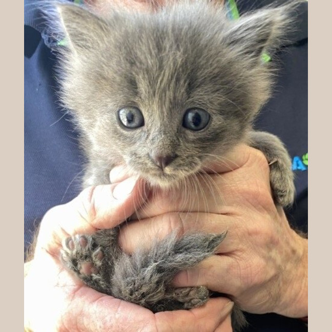 Photo of Blue