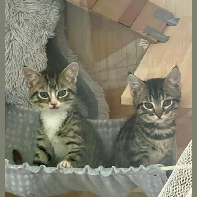 Photo of Camp Chair (Cc)