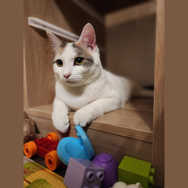 Photo of Bonnie   Located In Avondale Heights