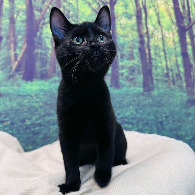 Photo of Cat Man   Located In Preston