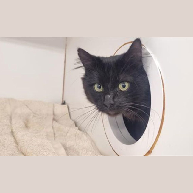 Photo of Binx