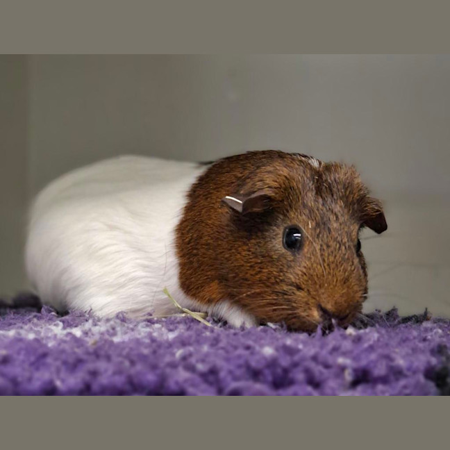 Photo of Cupid (Bonded With Romeo)