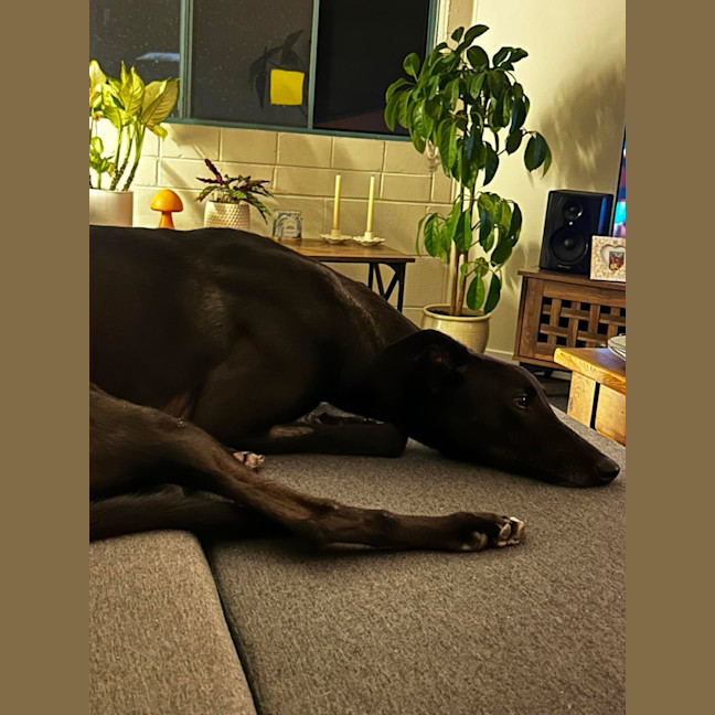 Photo of Vince, The Greyhound