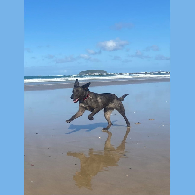 Photo of Sadie