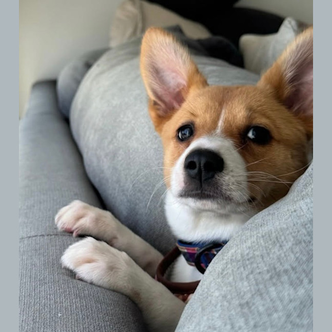 Photo of Sadie