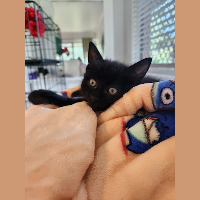 Photo of Luna
