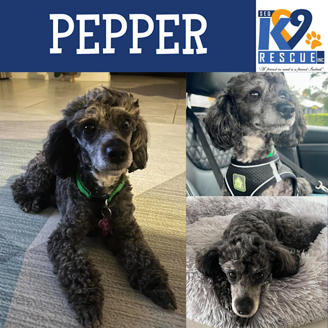 Photo of Pepper