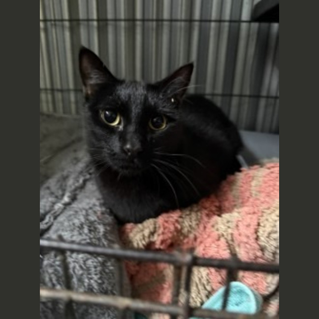 Photo of Taco