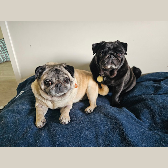 Photo of Dimple & Freckle