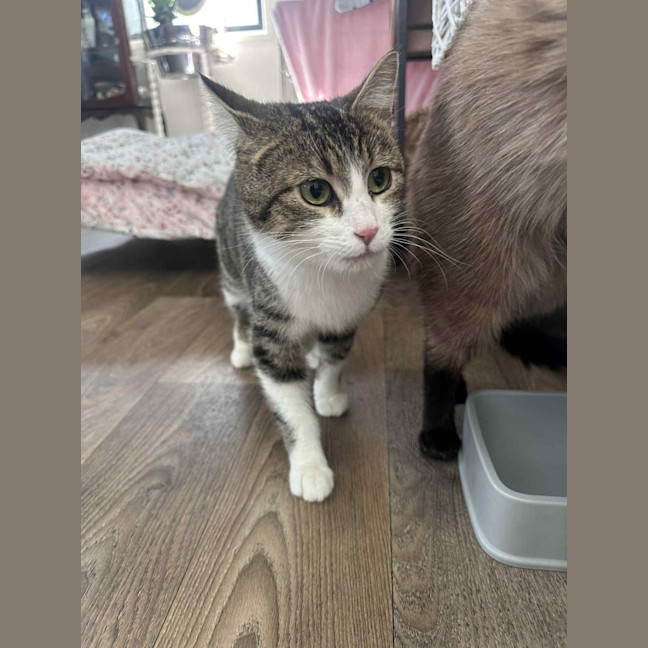 Photo of Josie* 9 Lives Project Rescue*