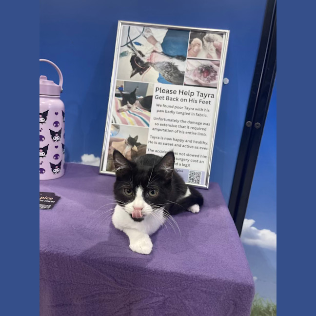 Photo of Tayra The Tiny Tripod Tuxie
