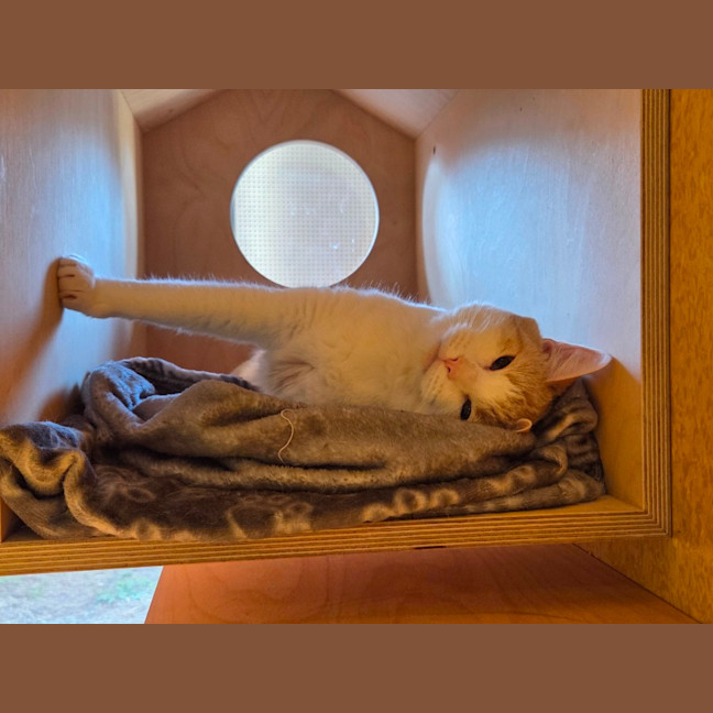 Photo of Luca Imp 1272