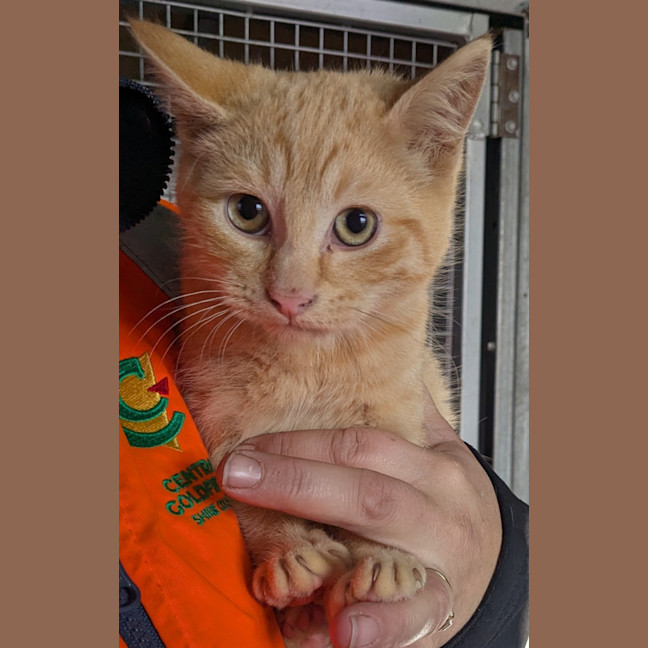 Photo of Pimpernel Pugh