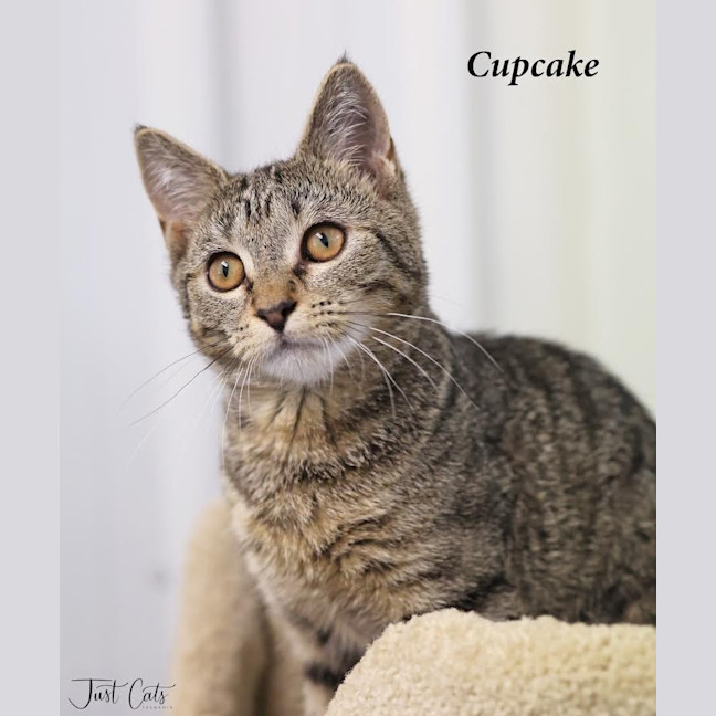 Photo of Cupcake
