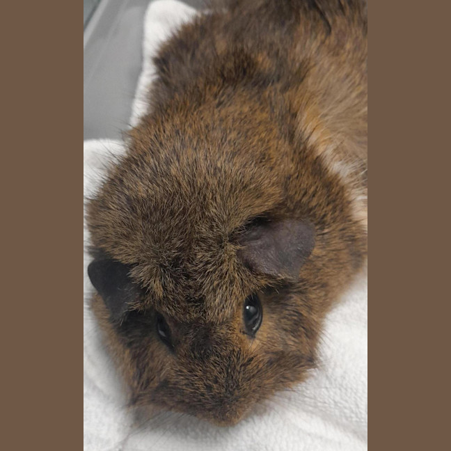 Photo of Dolly Pigton