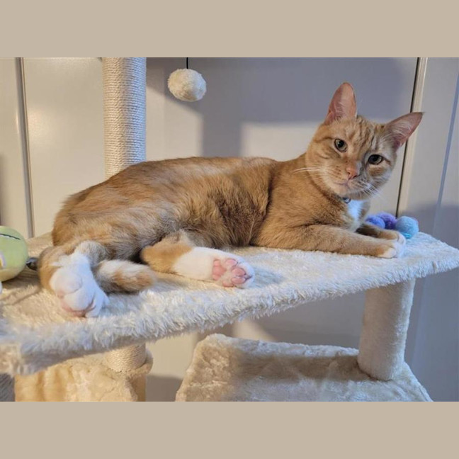 Photo of Cheeto
