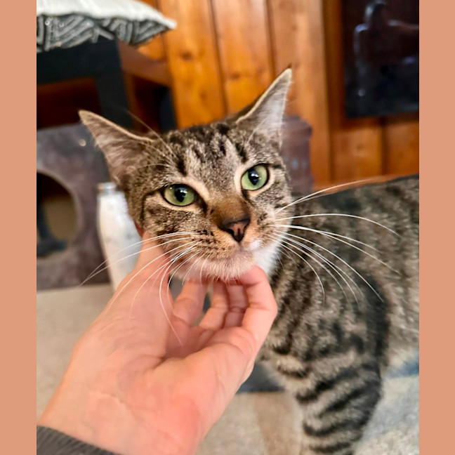 Photo of Fish   Located In Brunswick West