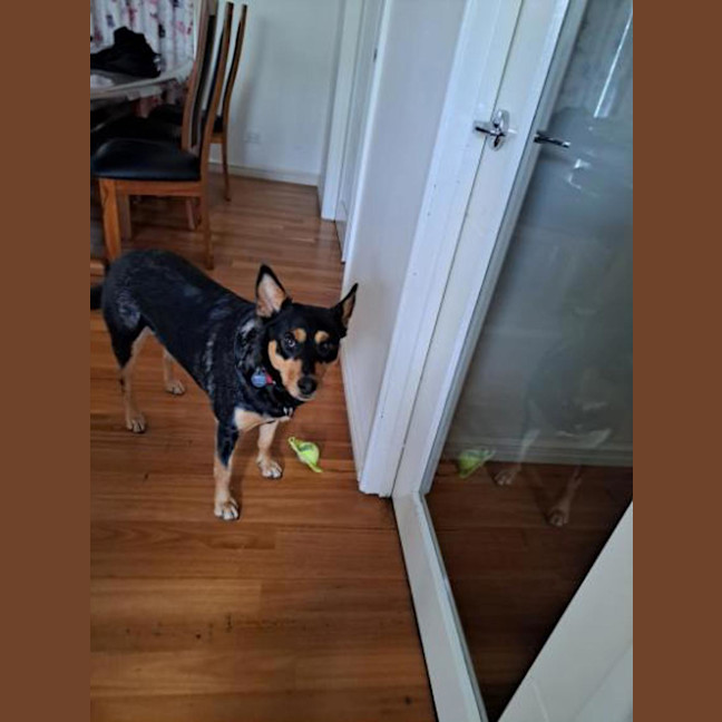 Photo of Nova