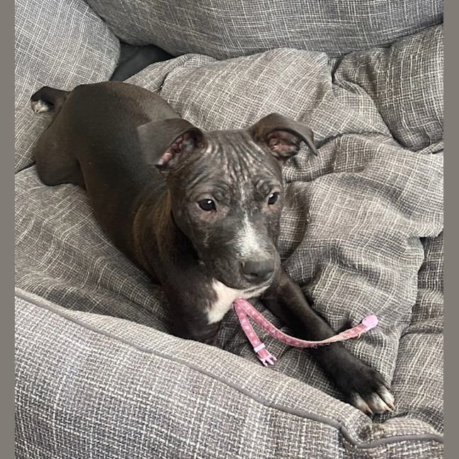 Photo of Peppa Piglet