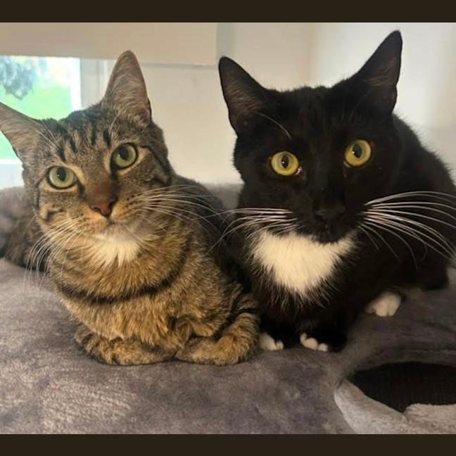 Photo of Coco And Mocha 