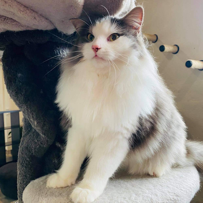 Photo of Sully   In Foster Care In Doncaster