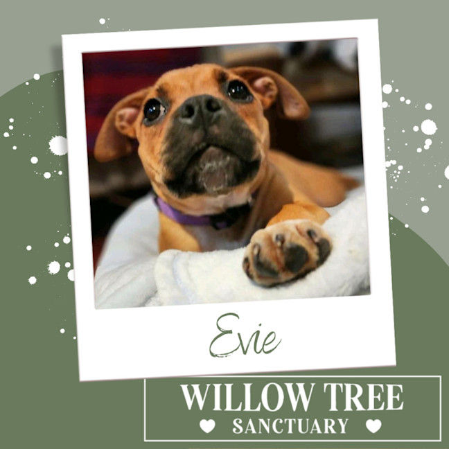 Photo of Evie