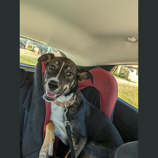 Photo of Pixie 